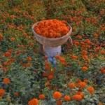 is-there-a-marigold-in-your-life-inside-the-marigold-theory-of-relationships-and-why-it-is-important.avif