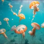 japanese-jellyfish-ballet.jpg