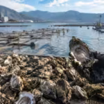 japans-hiroshima-produces-about-60-of-its-farmed-oysters-but-up-to-90-have-died-amid-unusually-warm.avif