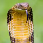 king-cobra.jpg