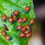 ladybugs.jpg