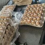 laid-off-by-amazon-woman-starts-chicken-farm-i-have-my-product-the-eggs.jpg