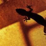 lizards-out-of-your-home.jpg