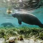 manatees.jpg