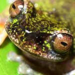 meet-costa-ricas-tiny-coffee-frog-a-nocturnal-species-found-living-among-coffee-shrubs.jpg