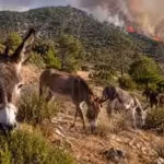 meet-spains-firefighting-donkeys-the-rescued-animals-helping-prevent-wildfires-by-eating-dry-vegetat.avif