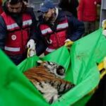 members-of-the-four-paws-animal-welfare-organization-load-a-tiger-onto-a-truck-for-its-transfer.jpg