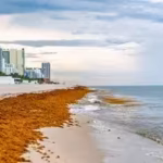 mexico-cleaned-over-100k-tons-of-sargassum-at-the-beginning-of-2026-but-is-still-facing-a-seaweed-cr.avif