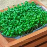 micro-gardening-at-home.jpg