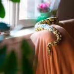 monsoon-safety-guide-to-prevent-snakes-from-entering-homes.jpg