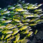 more-than-120-fish-species-have-migrated-from-the-red-sea-into-the-mediterranean.jpg