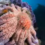 more-than-99-of-californias-sunflower-sea-stars-vanished-now-scientists-have-found-a-mysterious-colo.avif