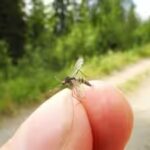 mosquitoes.jpg