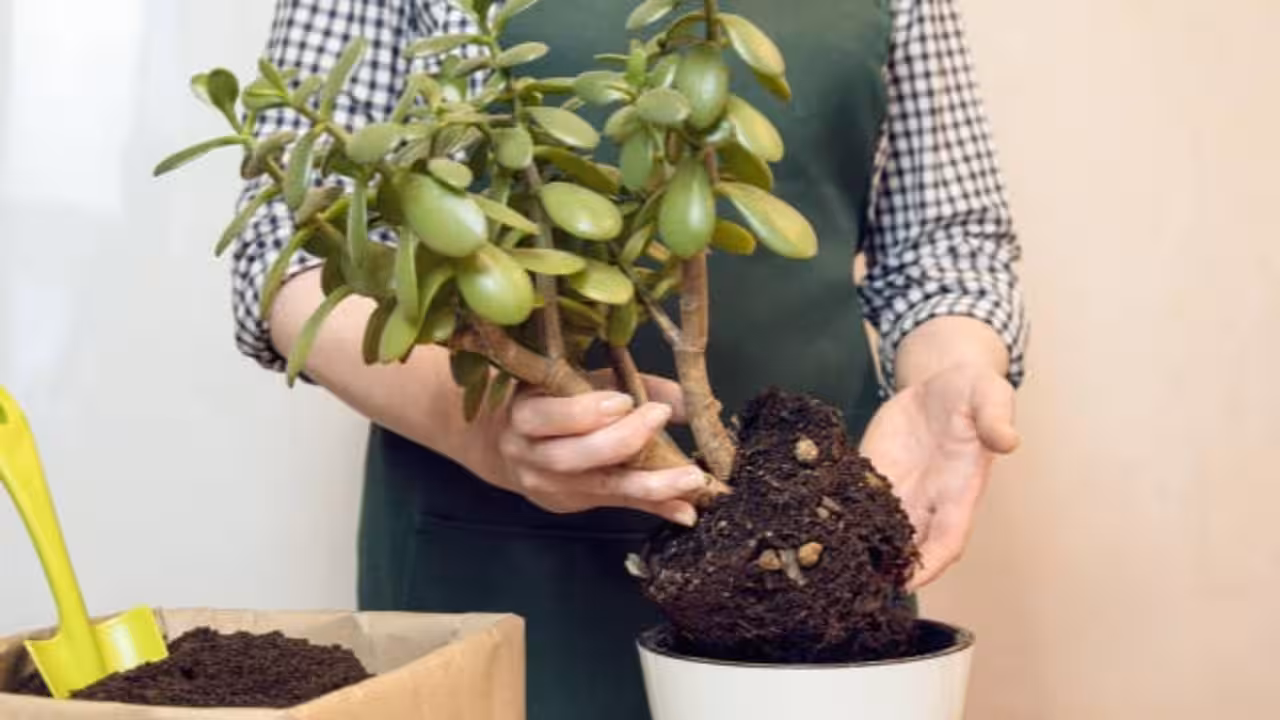 msid-133142796imgsize-146850.cms_.avif