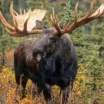 newfoundland-introduced-moose-in-1878-today-the-population-of-11000-is-on-the-verge-of-eradicating-t.avif