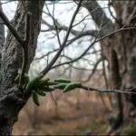 oak-buds-and-waiting-caterpillars.jpg
