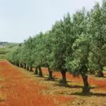 olive-trees.jpg