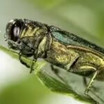 one-tiny-beetle-millions-of-ash-trees-how-emerald-ash-borers-are-changing-forests.jpg