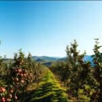 orchards-sunny-harmony.jpg
