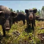 ossabaw-island-hogs.jpg