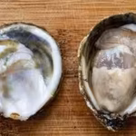oysters-can-carry-a-bacterium-that-can-be-deadly-to-humans-without-getting-sick-scientists-found-how.avif