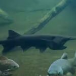 paddlefish-polyodon-spathula.jpg