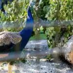peacocks.jpg