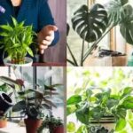plants-that-can-grow-without-soil.jpg