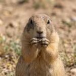 prairie-dogs.jpg