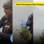 rare-himalayan-blue-poppy.jpg