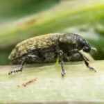 rhinocyllus-conicus.jpg