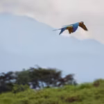 scientists-are-using-thousands-of-hours-of-rainforest-sound-recordings-to-teach-ai-to-recognise-bird.avif