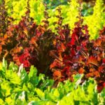 scientists-engineer-lettuce-and-tobacco-to-produce-myoglobin-for-meat-alternatives.jpg