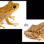 scientists-found-a-new-species-hiding-in-a-museum-drawer-for-more-than-a-century-the-ecuadorian-frog.avif