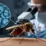 scientists-found-a-new-way-to-stop-malaria-let-the-mosquito-live-but-kill-the-parasite-inside-it.jpg
