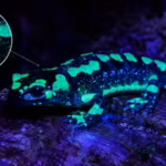 scientists-found-fire-salamanders-glow-blue-green-under-ultraviolet-light-with-their-skin-glands-pro.avif