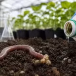 scientists-in-austria-found-that-a-glyphosate-based-herbicide-reduced-earthworm-reproduction-by-56-i.avif
