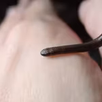 scientists-overturned-hundreds-of-rocks-in-barbados-and-finally-found-the-worlds-smallest-snake-afte.avif