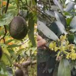 scientists-solve-the-100-year-old-mystery-behind-why-avocado-flowers-change-sex-over-two-days.jpg