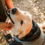 scientists-trained-182-pet-dogs-to-sniff-out-one-of-america39s-most-destructive-invasive-insects-and.avif