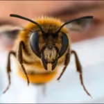 scientists-trained-honeybees-to-recognise-human-faces-showing-how-tiny-brains-can-distinguish-faces.avif