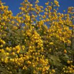 senna-spectabilis-tree.jpg