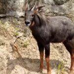 serow.jpg