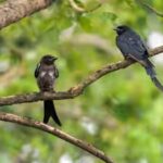 siliguri-aug-07-ani-a-juvenile-and-an-adult-black-drongo-perch-on-a-tree-bra.jpg
