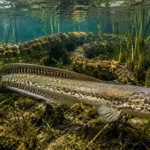 since-the-1980s-floridas-biggest-threat-has-been-burmese-pythons-but-this-snake-like-fish-may-be-eve.avif