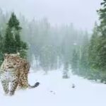 snow-leopard.jpg