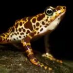 south-american-frogs-are-losing-their-poisonous-skin-which-keeps-them-safe-from-predators.jpg