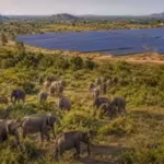 sri-lanka-planned-17-solar-projects-in-hambantota-but-the-development-could-reduce-scrubland-used-by.avif
