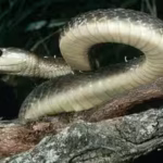 the-black-mamba-is-the-fastest-snake-on-earth-but-its-incredible-speed-isnt-its-only-weapon-heres-ho.avif