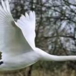 the-exotic-mute-swan-has-increased-its-population-size-in-chesapeake-bay.jpg